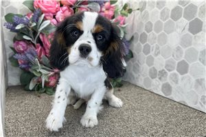 Anthony - Cavalier King Charles Spaniel for sale