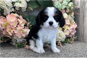 Anthony - Cavalier King Charles Spaniel for sale