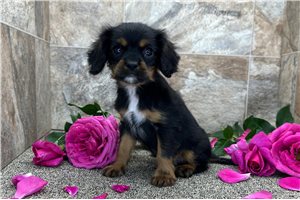 Cash - Cavalier King Charles Spaniel for sale