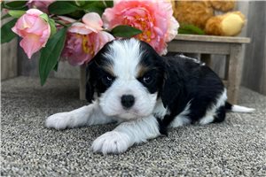 Anthony - puppy for sale