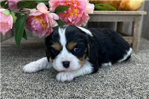 Andrew - puppy for sale
