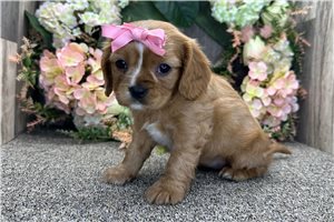 Amelia - Cavalier King Charles Spaniel for sale