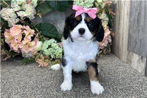 Aurora - Cavalier King Charles Spaniel for sale