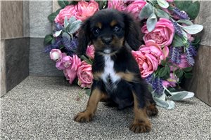 Cash - Cavalier King Charles Spaniel for sale