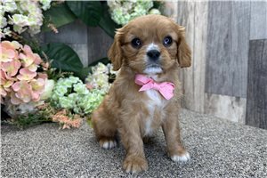 Alexander - Cavalier King Charles Spaniel for sale