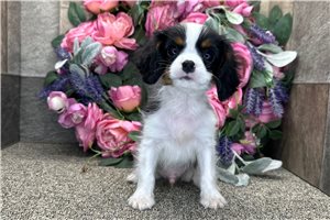 Cadet - Cavalier King Charles Spaniel for sale