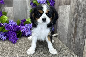 Aria - Cavalier King Charles Spaniel for sale