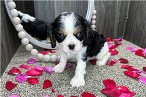 Harrison - puppy for sale