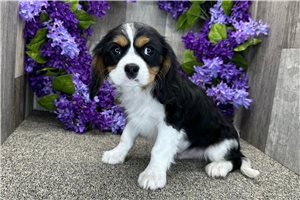 Andrew - Cavalier King Charles Spaniel for sale