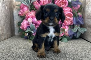 Cash - Cavalier King Charles Spaniel for sale