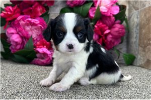 Cadet - puppy for sale