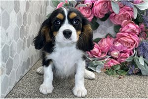 Andrew - Cavalier King Charles Spaniel for sale