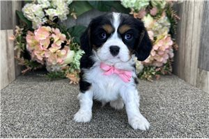 Andrew - Cavalier King Charles Spaniel for sale