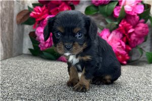 Cash - Cavalier King Charles Spaniel for sale