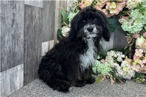 Atom - Cavapoo for sale