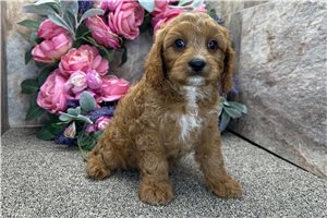 Donald - Cavapoo for sale