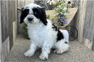 Ariel - Cavapoo for sale