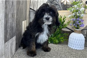 Atom - puppy for sale