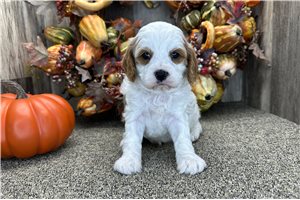 Spirit - Cavapoo for sale