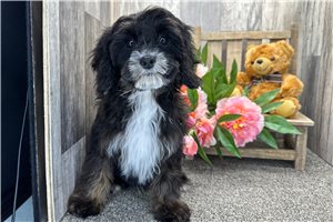 Atom - Cavapoo for sale