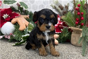 Ashton - puppy for sale