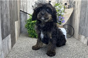 Aria - Cavapoo for sale