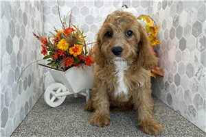 Donald - puppy for sale
