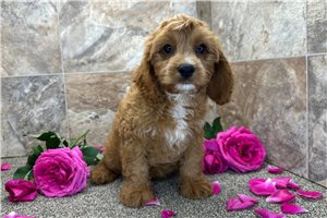 Donald - Cavapoo for sale
