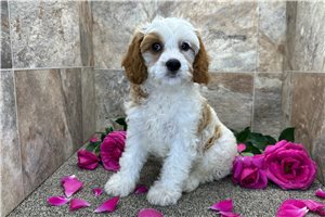 Dink - Cavapoo for sale