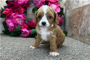 Danny - Cavapoo for sale