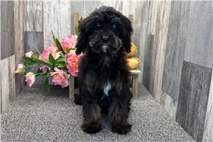 Aria - Cavapoo for sale