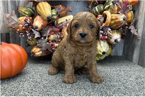Starsky - Cavapoo for sale