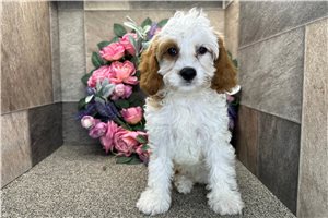 Dink - Cavapoo for sale