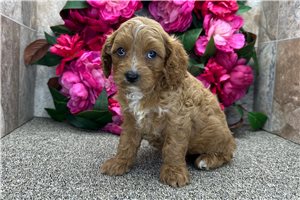 Donald - puppy for sale