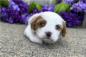 Brooklyn - Cavapoo for sale