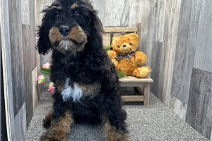 Asher - Cavapoo for sale