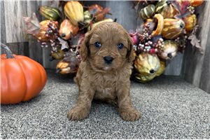 Stetson - puppy for sale