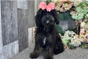 Aria - Cavapoo for sale