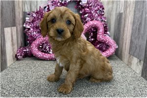 Artie - puppy for sale