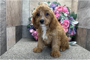 Donald - Cavapoo for sale