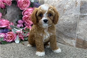 Davey - Cavapoo for sale