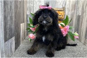 Aria - Cavapoo for sale