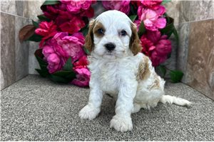 Dink - puppy for sale