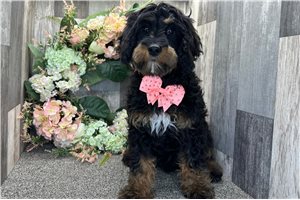 Asher - Cavapoo for sale
