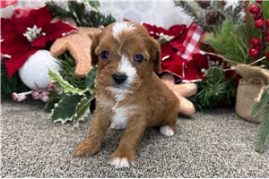 Annamae - puppy for sale
