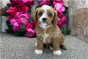 Davey - puppy for sale