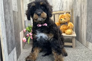Asher - Cavapoo for sale