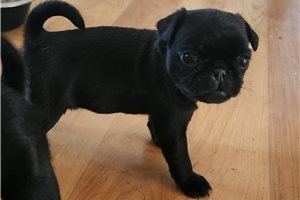 Franny - Pug for sale