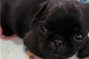 Freddy - puppy for sale