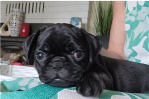 Franny - puppy for sale